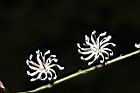 阿里山鬼督郵-花08.JPG