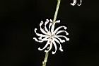 阿里山鬼督郵-花15.JPG