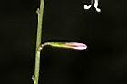 阿里山鬼督郵-花苞00.JPG