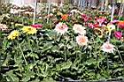 非洲菊-花19.jpg