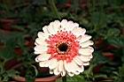 非洲菊-花21.jpg