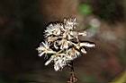 高山破傘菊-實02.JPG