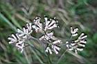 高山破傘菊-花2.jpg