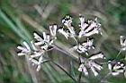 高山破傘菊-花3.jpg