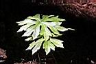 高山破傘菊-葉15.JPG