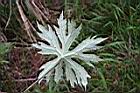 高山破傘菊-葉背.jpg