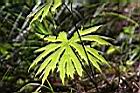 高山破傘菊-葉脈00.JPG
