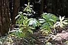 高山破傘菊07.JPG