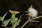 鬼苦苣菜-花45.JPG