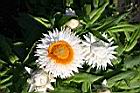 麥稈菊-花20.jpg