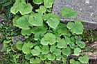 黃山蟹甲草1.jpg