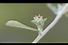 鼠麴舅-葉2.jpg