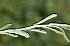 鼠麴草-葉序.jpg
