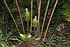 大苞閉鞘薑-花序06.JPG