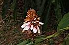 密穗山薑-花04.JPG