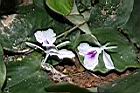 山柰-花00.JPG