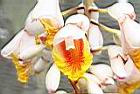 月桃-花43.jpg
