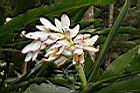 烏來月桃-花序03.JPG