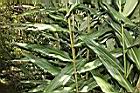 美麗蝶薑-葉00.JPG