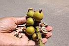 草豆蔻-實18.JPG