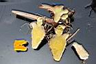 薑黃-莖切面.jpg