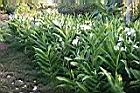 野薑花06.jpg