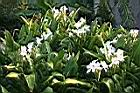 野薑花08.jpg