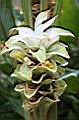 鬱金-花09.jpg