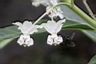 釘頭果-花07.jpg