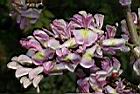 南洋櫻-花04.JPG