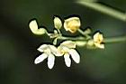 小萊豆-花0.jpg