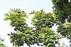 恆春紅豆樹-花序03.JPG