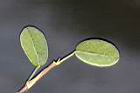 煉莢豆-葉正3.jpg