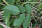 狗尾草-葉.JPG