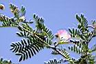 粉撲花07.JPG