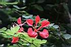 紅花羊蹄甲-花02.jpg