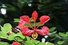 紅花羊蹄甲-花05.jpg