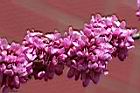 紫荊-花09.JPG