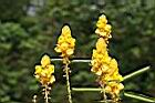 翅果鐵刀木-花8.JPG