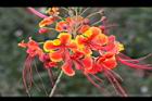 蛺蝶花-花08.JPG
