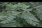蛺蝶花-葉序1.JPG