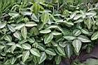 西班牙三葉草-葉03.JPG