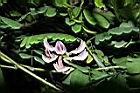 雞母珠-花05.JPG