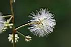 頷垂豆-花01.jpg