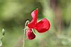 香豌豆-花2.jpg