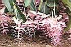 寶蓮花-花序00.JPG