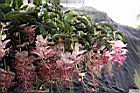 寶蓮花-花序02.JPG
