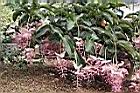 寶蓮花06.JPG