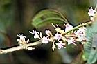柏拉木-花序02.jpg