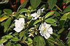 白花野牡丹01.jpg